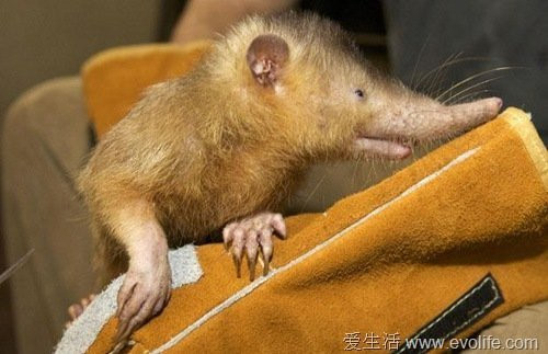 Solenodon, giống chuột 
