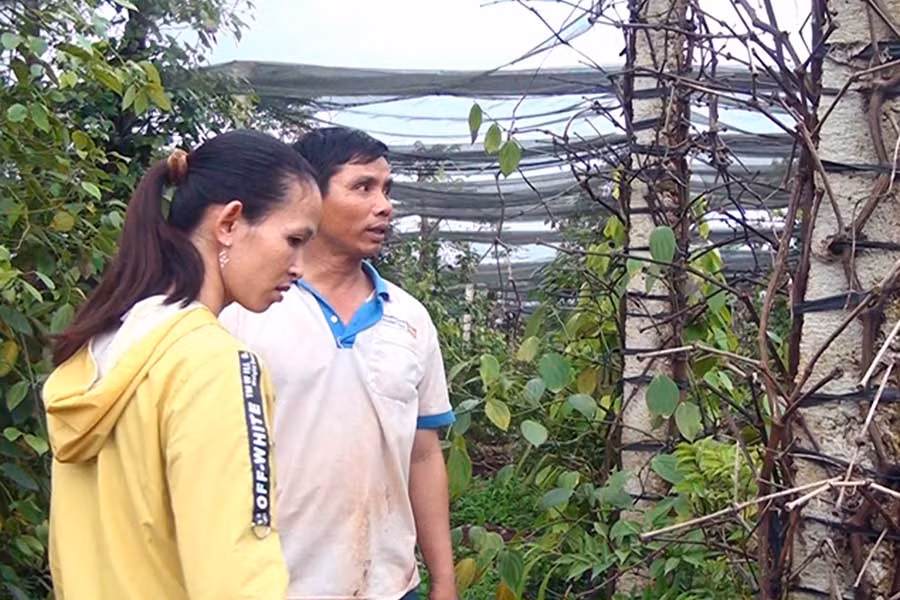 Vườn tiêu của gia đình ông Phạm Văn Hưng (xã Chư Pơng, huyện Chư Sê) bị thiệt hại nặng nề. Ảnh: M.Đ