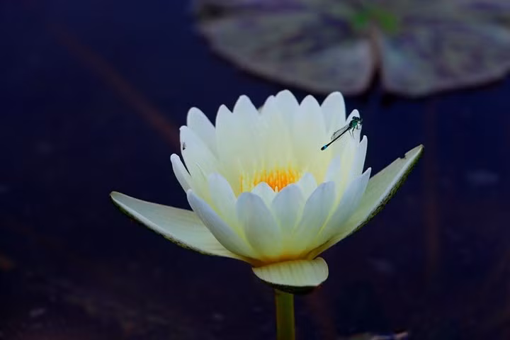 Một loại hoa súng màu trắng. Chủ vườn cho biết, ngoài việc nhân rộng thêm nhiều giống hoa súng mới, thời gian tới anh sẽ biến vườn hoa súng thành nơi cho thuê chụp ảnh.