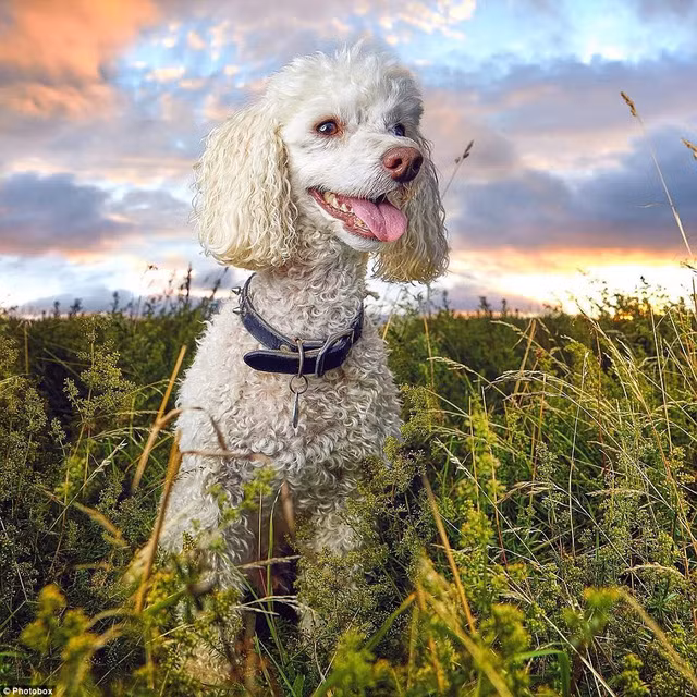  Một chú chó poodle ở vùng ngoại ô gần Newcastle