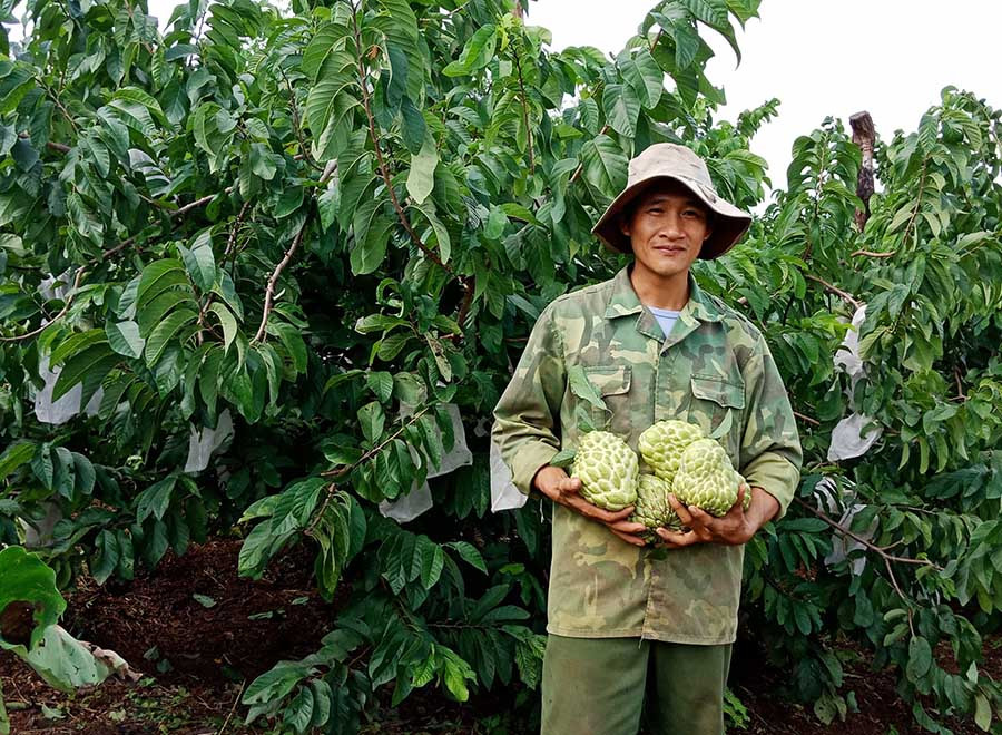  Anh Nguyễn Văn Sinh bên vườn na của gia đình. Ảnh: Lê Trang