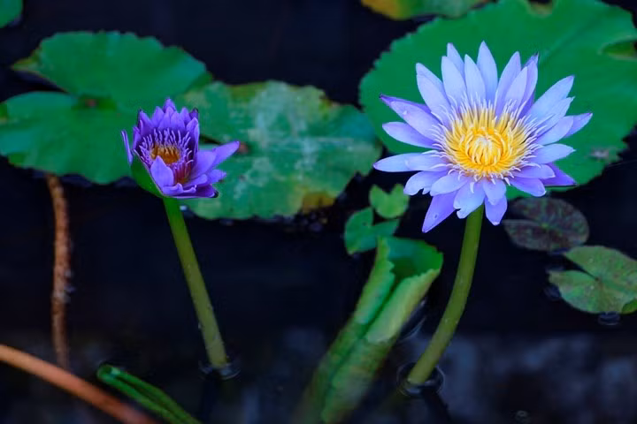  Một cây hoa súng màu xanh ngọc. Hoa súng dễ trồng, chủ yếu phải cho tiếp xúc nhiều ánh nắng. Nếu như trồng hoa súng trong chậu thì chậu phải có kích thước lớn, chậu càng to thì súng phát triển càng tốt và cho hoa to.