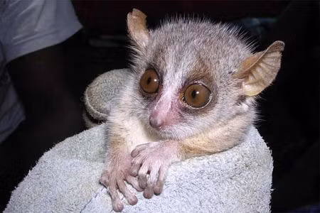  Khỉ Tarsier ở Đông Nam Á sở hữu đôi mắt rất to. Mỗi nhãn cầu mắt của nó có đường kính xấp xỉ 16mm, tương đương với kích thước của cả bộ não.