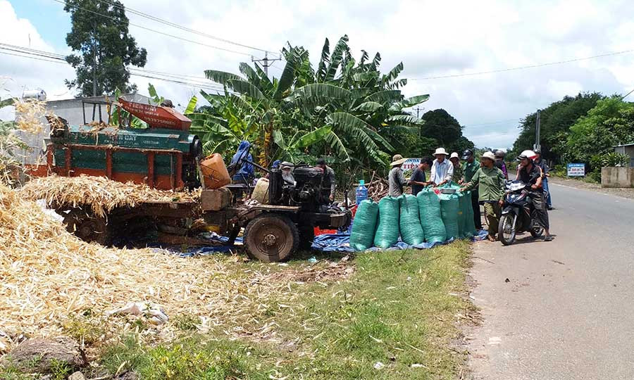 Nông dân xã Yang Trung thu hoạch bắp. Ảnh: Ngọc Sang