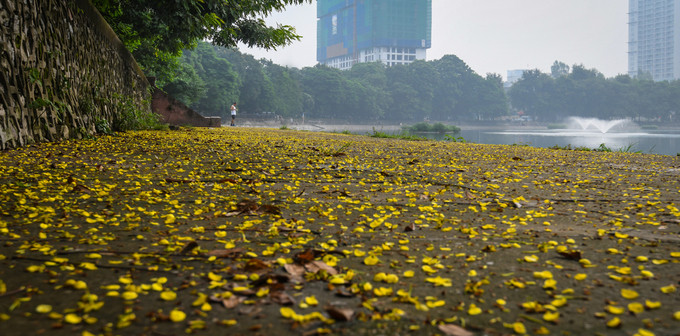  Thảm hoa quanh bờ hồ Giảng Võ cũng góp thêm sắc vàng cho ngày thu. Mùa này, nếu đi dạo vào sáng sớm, du khách sẽ nhận ra những làn sương mỏng phủ xuống thành phố cùng tiết trời dịu mát.