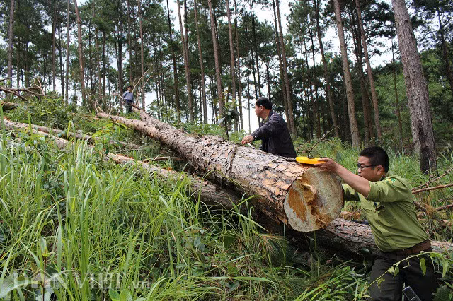 Những cây thông cao tới hơn 20m bị cắt hạ không thương tiếc. Ảnh: Văn Long.