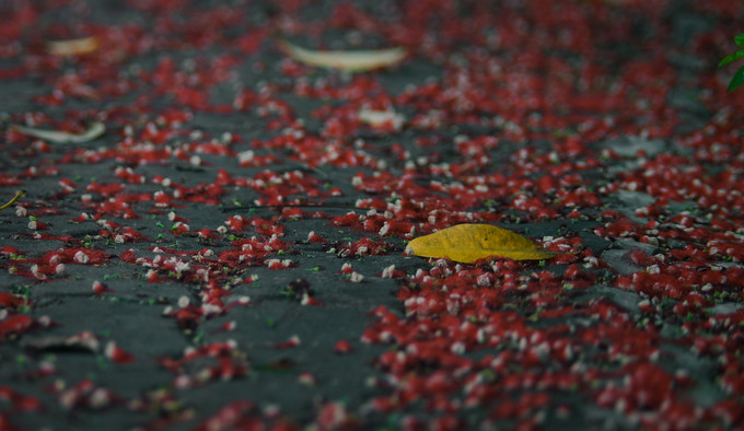 Mùa hoa lộc vừng thường bắt đầu từ tháng 6 cho đến hết tháng 9, đầu tháng 10 âm lịch. Thời điểm hoa lộc vừng rụng xuống cũng là lúc bắt đầu mùa thu