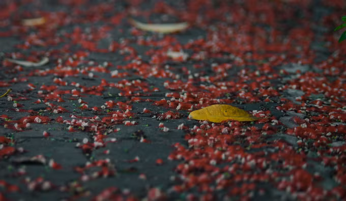 Mùa hoa lộc vừng thường bắt đầu từ tháng 6 cho đến hết tháng 9, đầu tháng 10 âm lịch. Thời điểm hoa lộc vừng rụng xuống cũng là lúc bắt đầu mùa thu