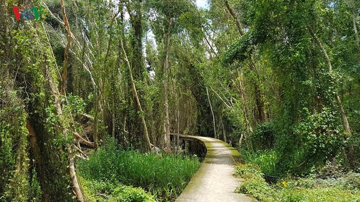 Nằm cách biên giới Campuchia khoảng 15 km về phía nam, rừng tràm Tân Lập thuộc huyện Mộc Hóa, tỉnh Long An, cách trung tâm TP.HCM 120 km. Với diện tích 135 ha và vùng đệm rộng 500 ha, nơi đây được quy hoạch để xây dựng khu du lịch sinh thái đặc trưng của Long An nói riêng và vùng ngập nước Đồng Tháp Mười nói chung.