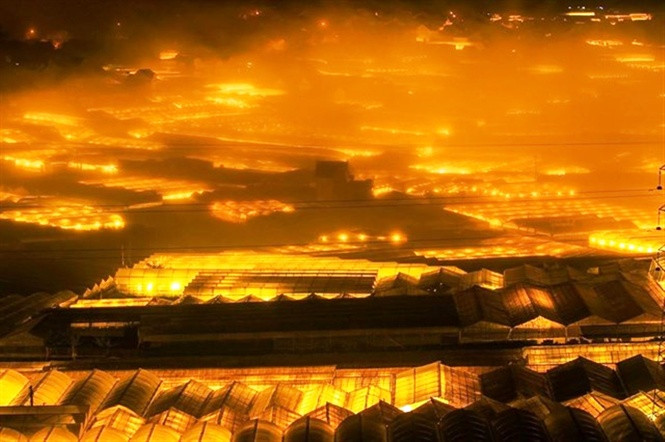 Với hàng ngàn ha nhà kính, Đà Lạt không ngủ về đêm