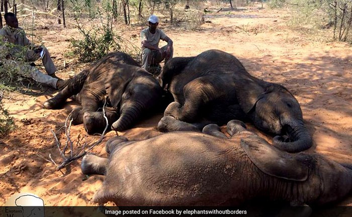 90 con voi rừng bị giết hại