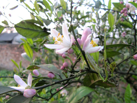  Hoa chanh. Ảnh: internet