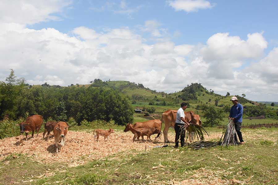  Hộ dân xã Yang Trung được hỗ trợ bò đực giống. Ảnh: Ngọc Sang