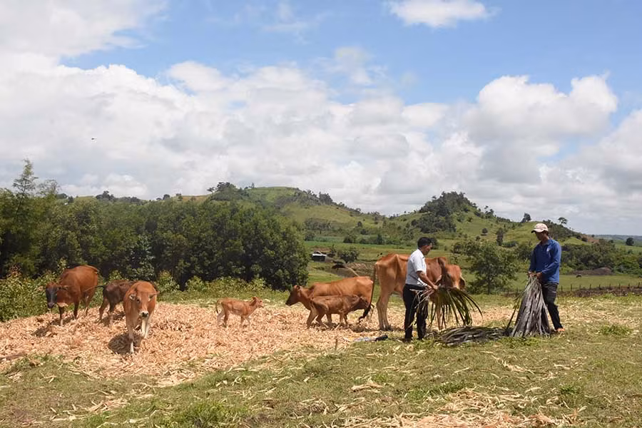  Hộ dân xã Yang Trung được hỗ trợ bò đực giống. Ảnh: Ngọc Sang