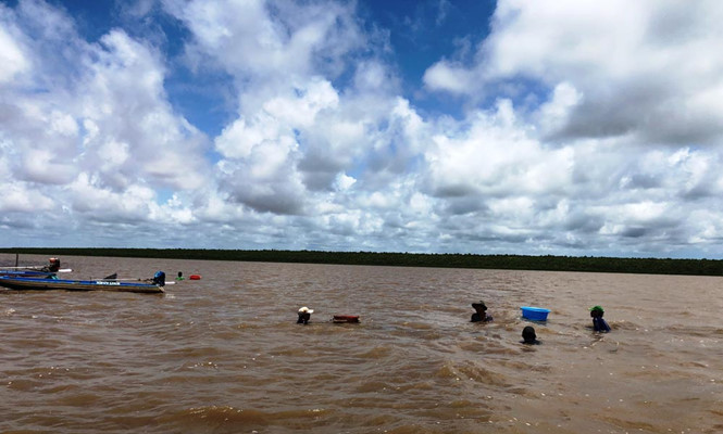 Người dân xã Đất Mũi lặn mò ốc móng tay ở khu vực bãi bồi ẢNH: GIA BÁCH