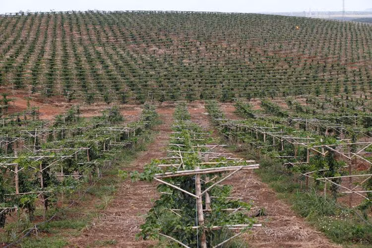 Chanh dây đang là giải pháp ngắn hạn nhằm ổn định tình hình của HAGL trong giai đoạn cơ cấu nợ.