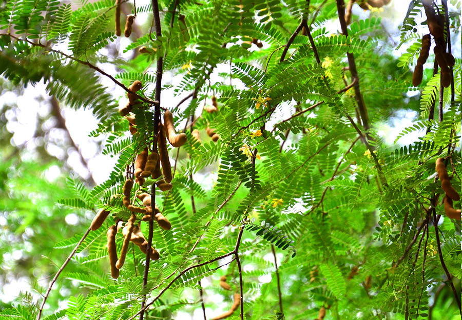 Cây me không chỉ là cây che mát, quả me cũng được ưa chuộng trong ẩm thực của người Việt.