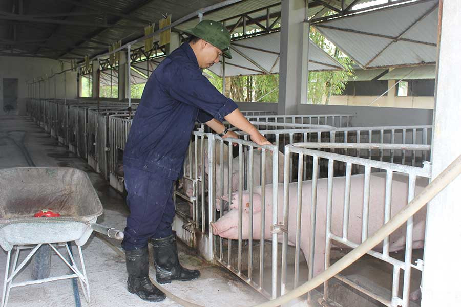 Chăm sóc đàn heo tại Trung tâm Giống vật nuôi tỉnh. Ảnh: N.D  Chăm sóc đàn heo tại Trung tâm Giống vật nuôi tỉnh. Ảnh: N.D