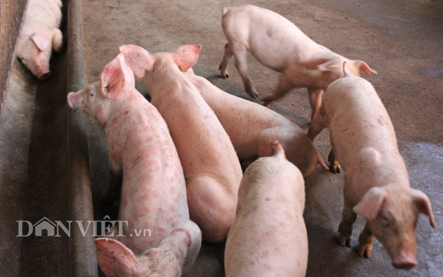 Dịch tả heo châu Phi gây bệnh trên mọi loại heo, mọi độ tuổi. Ảnh: Nguyên Vỹ Dịch tả heo châu Phi gây bệnh trên mọi loại heo, mọi độ tuổi. Ảnh: Nguyên Vỹ