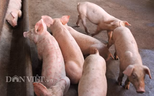 Dịch tả heo châu Phi gây bệnh trên mọi loại heo, mọi độ tuổi. Ảnh: Nguyên Vỹ