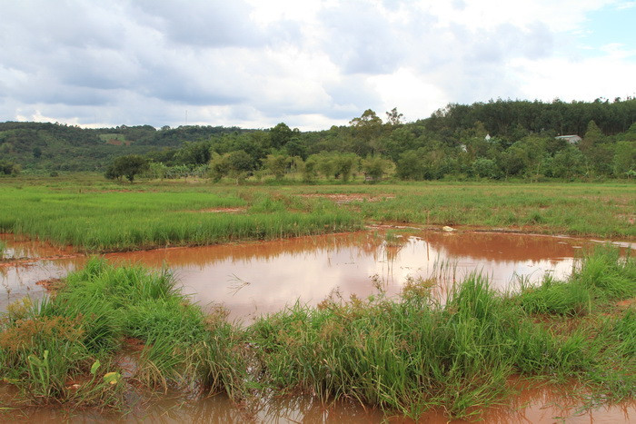 Nước trong ruộng lúa của người dân biến thành màu đỏ dị thường Nước trong ruộng lúa của người dân biến thành màu đỏ dị thường