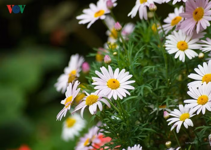 Mùa thu, Hà Nội không thể thiếu những khóm hoa cúc theo cùng những gánh hàng hoa tỏa khắp phố phường. Những cánh hoa nhỏ xinh nhưng mang đến vô vàn xúc cảm.