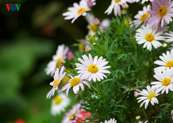 Mùa thu, Hà Nội không thể thiếu những khóm hoa cúc theo cùng những gánh hàng hoa tỏa khắp phố phường. Những cánh hoa nhỏ xinh nhưng mang đến vô vàn xúc cảm.