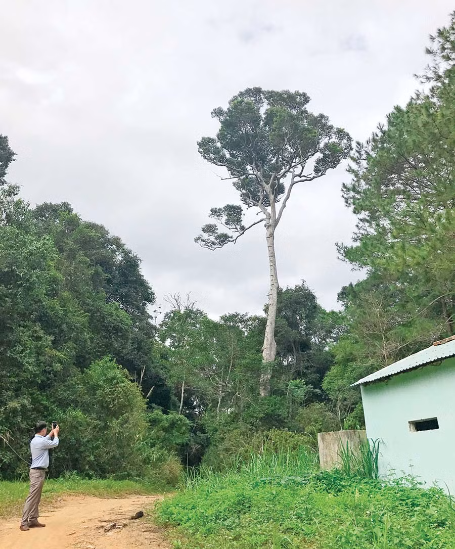  Một cây xoay còn sót lại trong rừng Kbang. Ảnh: A.S