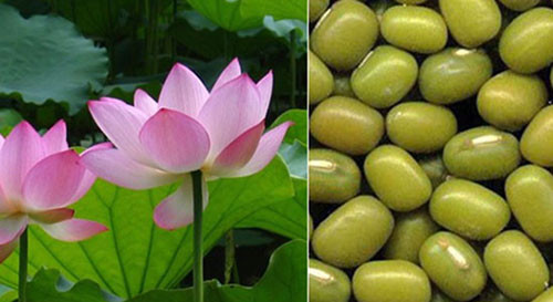 Sen hồng và đậu xanh là thực vật có nhiều trong tự nhiên.
