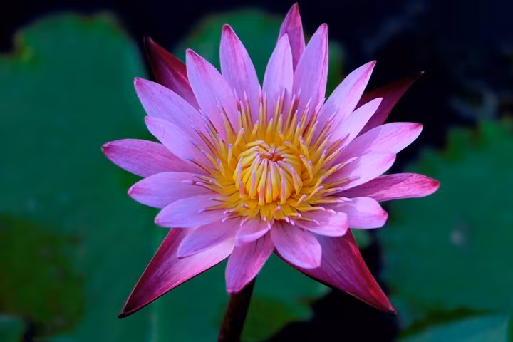 So với hoa súng mọc tự nhiên ở các ao hồ, hoa súng Thái Lan của anh Khanh ươm trồng có nhiều màu sắc rất khác biệt.