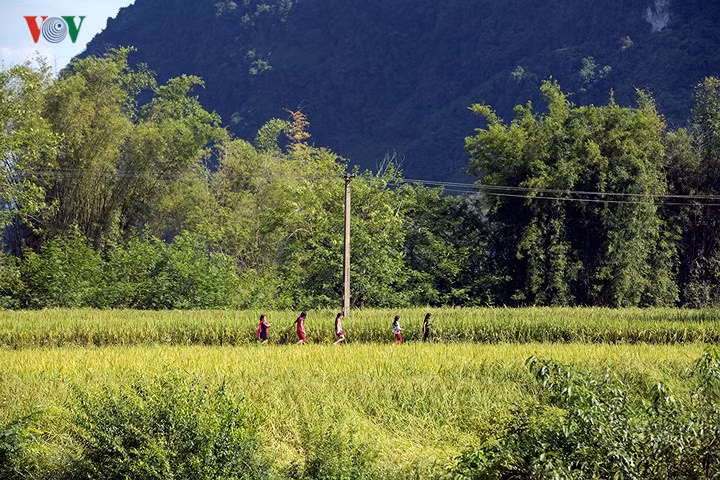 Tuy không nổi tiếng như thác Bản Giốc nhưng Phong Nậm lại thu hút rất nhiều nhiếp ảnh gia bởi cảnh đẹp của mùa vàng...