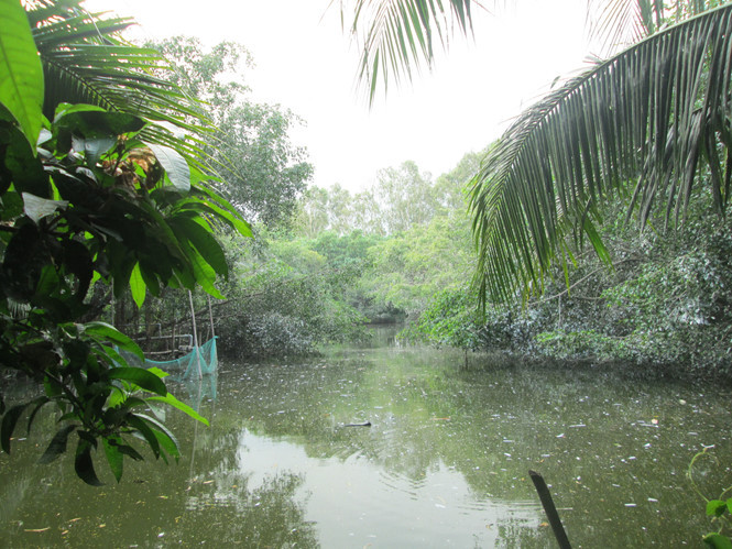 Ông Nghĩa đào ao thả cá, tép cho chim cò kiếm ăn