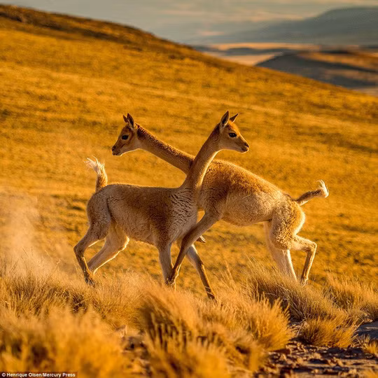 Ảnh: Mercury Press