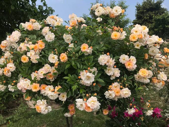 Trong vườn còn có vài chục giống hồng, có những giống hai, ba màu, giống to như chiếc bát tô... Trong vườn còn có vài chục giống hồng, có những giống hai, ba màu, giống to như chiếc bát tô...