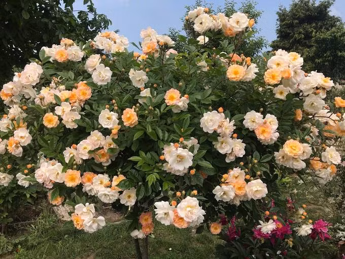 Trong vườn còn có vài chục giống hồng, có những giống hai, ba màu, giống to như chiếc bát tô...