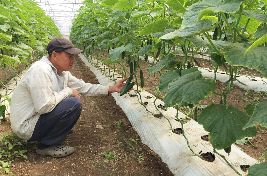 Thăm trang trại dưa leo trên đất Úc