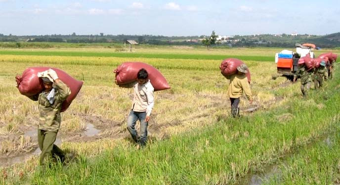 Tình trạng tín dụng đen đã khiến một số hộ dân ở Phú Thiện phải gán nợ bằng ruộng, rẫy. Ảnh: Đức Phương
