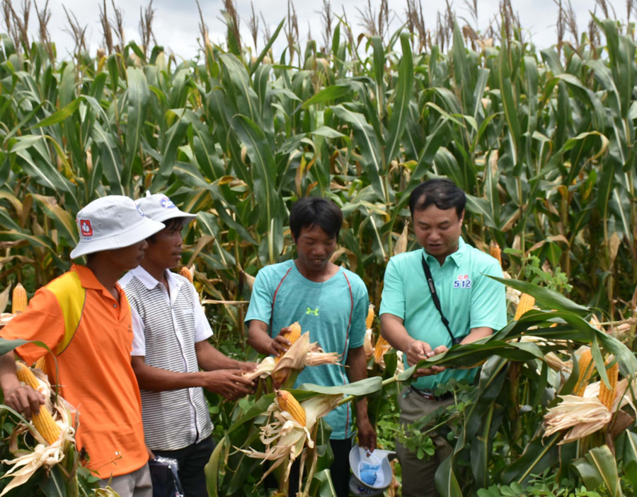Ngoài trồng bắt lấy hạt, bắp lấy thân làm thức ăn cho gia súc hứa hẹn một hướng đi mới cho nhân dân ở Kông Chro. Ảnh: Nguyễn Tú Cây bắp cho năng suất cao, hứa hẹn một hướng đi mới cho nhân dân ở Kông Chro. Ảnh: Nguyễn Tú