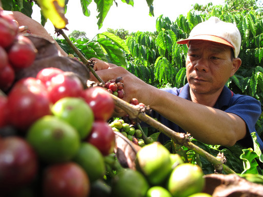 Người trồng cà phê đang thấp thỏm lo âu vì giá cả quá thấp (ảnh minh họa). Ảnh: T.L