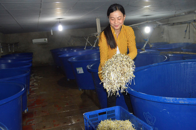  Nhờ sản xuất giá sạch, mỗi ngày chị Nhung thu lãi trên 2 triệu đồng
