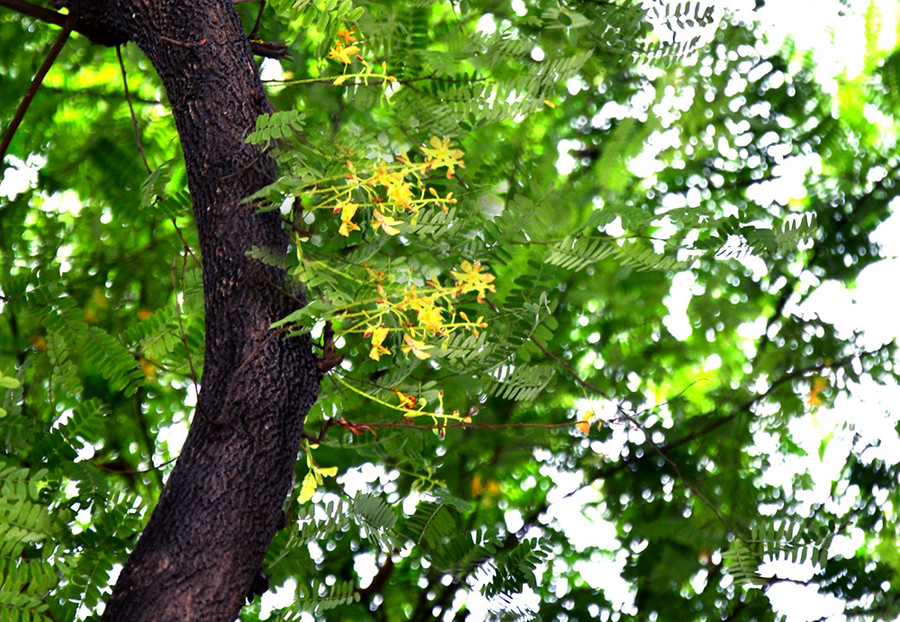  Vẻ đẹp lãng mạn của những hàng me xanh đã đi vào nhiều tác phẩm thơ ca