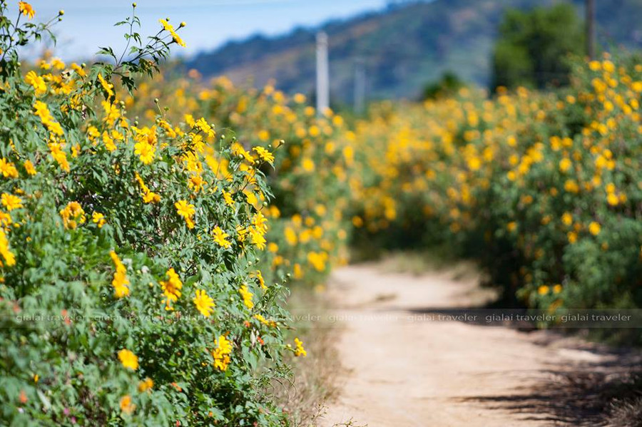 Nguồn: Gialai traveler