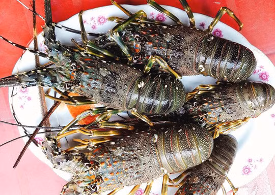 Chỉ với 200.000 đồng là có thể mua được 5 chú tôm hùm chân cẳng và râu còn ngọ ngoạy (ảnh).