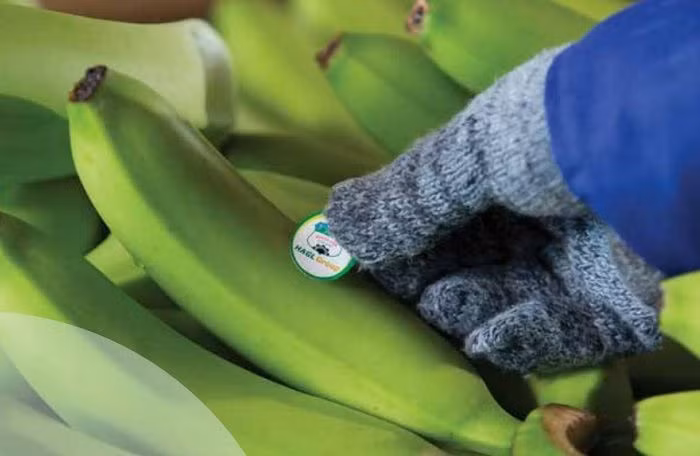 Lô hàng chuối xuất khẩu đầu tiên sau khi Trung Quốc và Campuchia ký thỏa thuận là của HAGL.