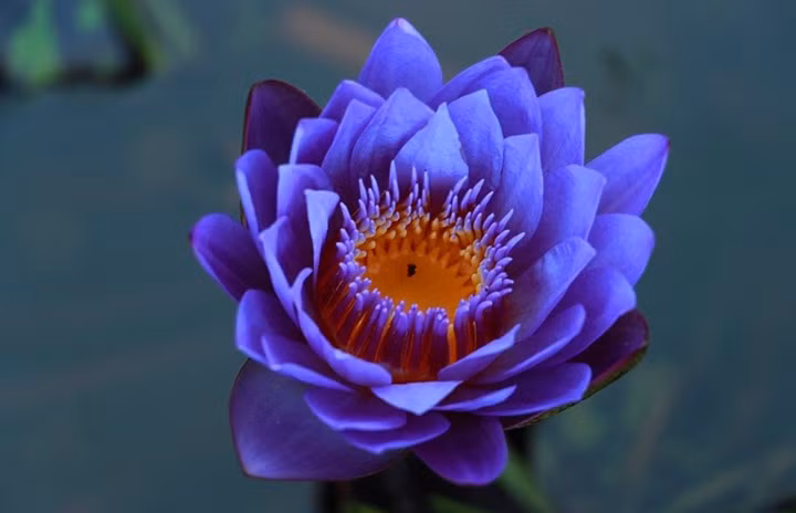  Tùy vào loại hoa súng mà giá thành khác nhau. Trung bình, mỗi cây hoa súng được anh Khanh bán ra thị trường 300.000- 500.000 đồng.