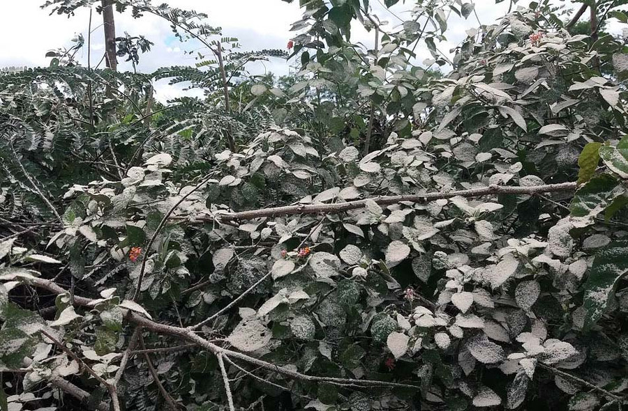 Các loại cây nông nghiệp xung quanh bị khói bụi nhà máy sản xuất tinh bột sắn Gia Lai bao vây. Ảnh: Hà Phương