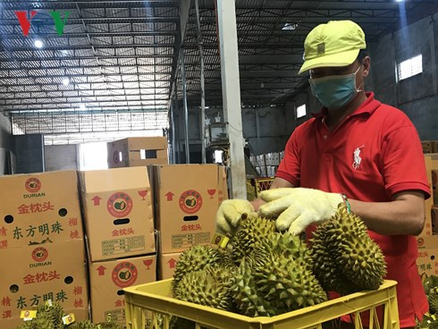 Thị trường lớn nhất tiêu thụ sầu riêng vẫn là Trung Quốc, Lào, Thái Lan....