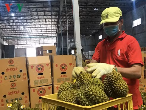 Thị trường lớn nhất tiêu thụ sầu riêng vẫn là Trung Quốc, Lào, Thái Lan....