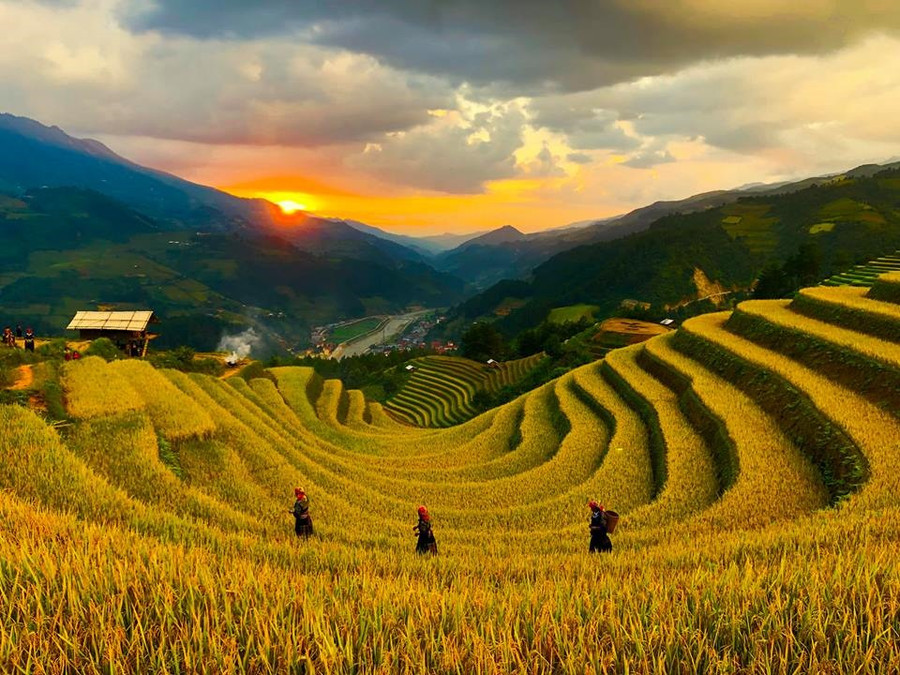 Mùa vàng ở Sán Nhù, Mù Cang Chải. Ảnh: Hải Nguyễn