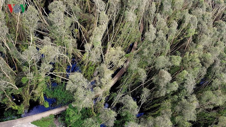 Vào mỗi độ tháng 9 đến giữa tháng 10, nước lũ đầu nguồn dần đổ về, thiên nhiên cảnh vật bắt đầu chuyển mình rõ nét. Nơi đây được bao phủ bởi một màu xanh bao la của ruộng lúa, đồng sen và của những cánh rừng tràm trải dài tít tắp.... 